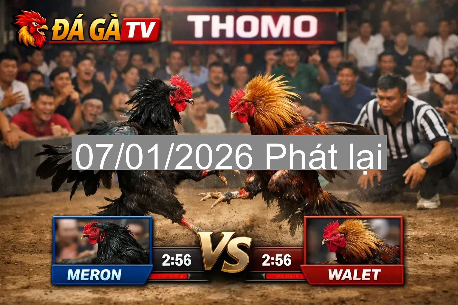 🔥 TH7A Thomo 07/01/2026 – Đá Gà Trực Tiếp Full HD